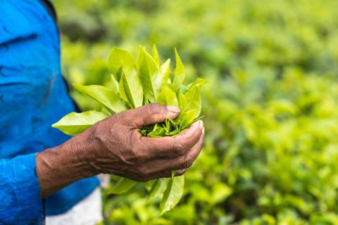 Worker holding tea in tea field