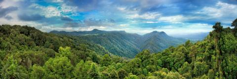 Forest landscape