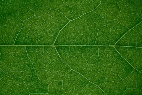 Macro photo leaf