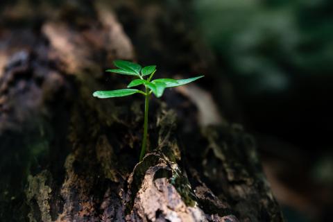 Sprouting leaf