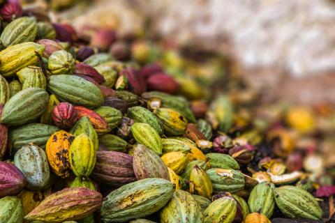 Cocoa pods