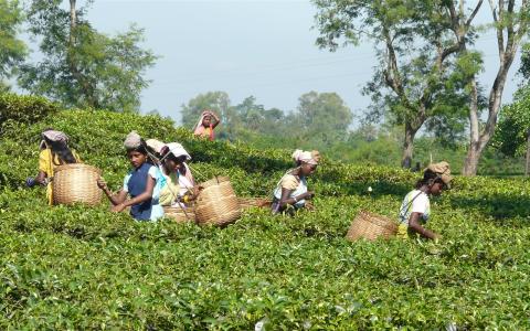 © Rita Willaert, Assam. CC BY-NC 2.0.