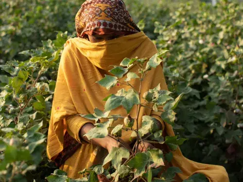 A female Pakistani cotton farmer in red, orange and yellow traditional wear tends to green cotton buds beneath a pale sky and palm fronds