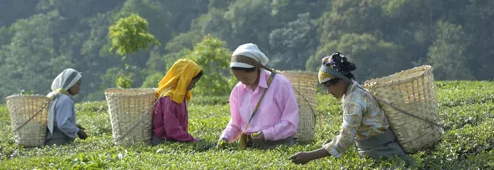 Makaibari Tea Estate, India © Didier Gentilhomme, Fairtrade International.jpg