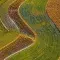 S-shaped rows of crops in green, yellow and brown tones © Pexels